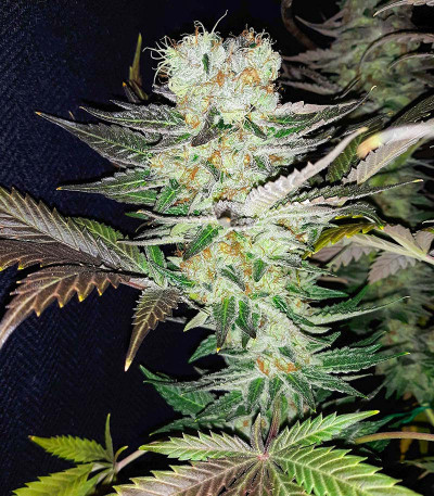 Семена сорта Gelato fem (Blimburn Seeds)