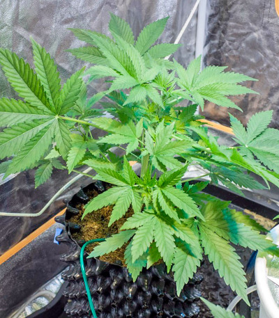 Семена сорта Kannabia Special Max Auto fem