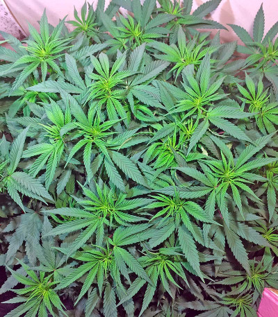 Семена сорта Lemon Garlic OG fem