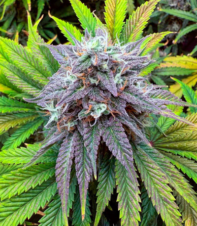 Семена сорта Mint Jelly Auto fem от Humboldt Seed Company