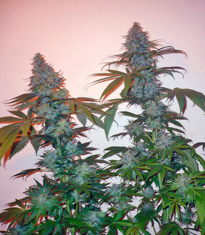 Семена сорта Sensi Star fem (Paradise Seeds)