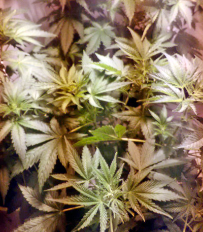 Семена сорта White Widow fem (Nirvana Seeds)