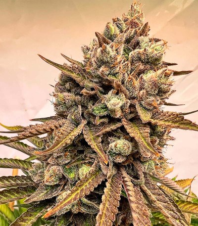 Семена сорта Persian Pie fem (Green House Seeds)