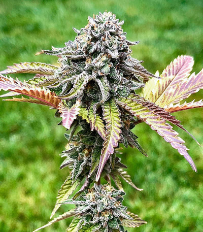 Семена сорта RS11 fem (7CH American)