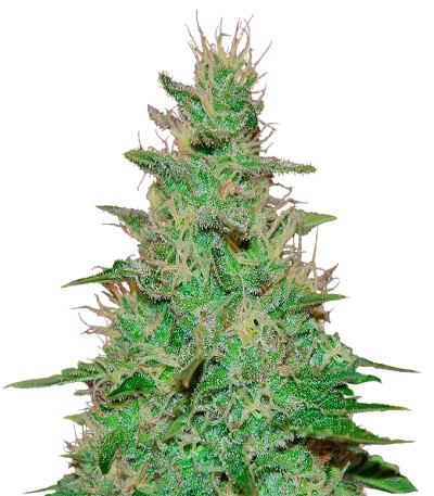 Семена сорта El Alquimista Auto fem (Samsara Seeds)