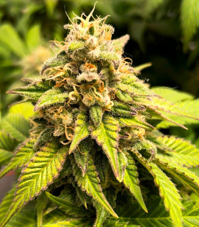 Семена сорта #9 Pound Hammer Fast fem (High Speed ​​Buds)