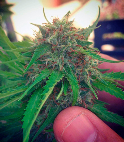 Семена сорта Spoetnik #1 fem (Paradise Seeds)