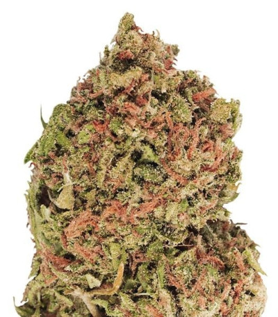 Семена сорта Dream Machine fem (Heavyweight Seeds)