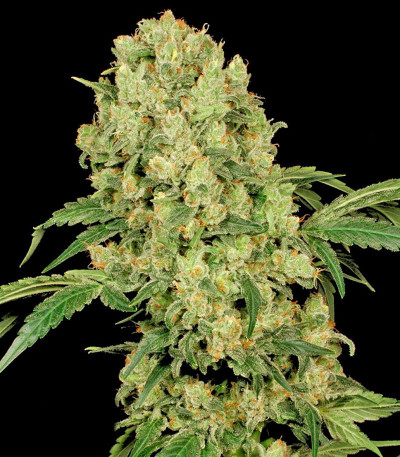 Семена сорта AK-47 fem (Serious Seeds)