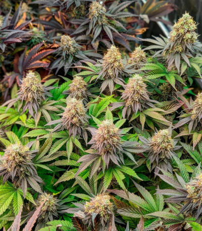 Семена сорта Jealousy Kush fem (Seedkeepers)