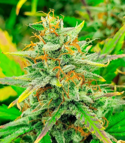 Семена сорта Sour Diesel Autoflower fem (Seedkeepers)