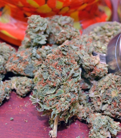 Семена сорта AMS fem