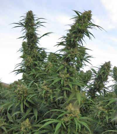 Семена сорта Blueberry X fem (Семяныч)