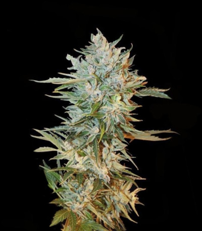 Семена сорта Haze Gom auto fem