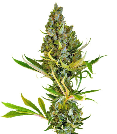 Семена сорта Sweet Cheese fem (Sweet Seeds)