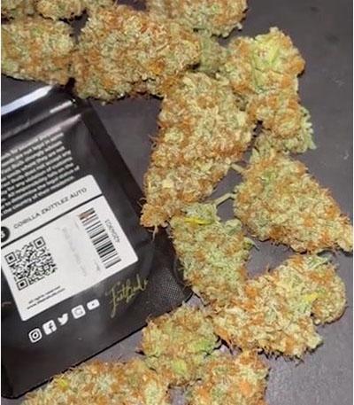 Семена сорта Gorilla Zkittlez Auto fem (FastBuds)