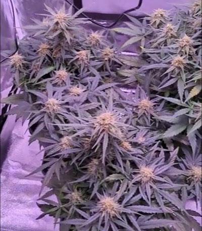 Семена сорта Quick One auto fem (Royal Queen Seeds)