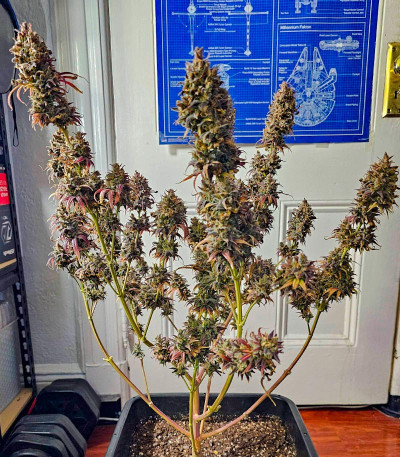 Семена сорта Apple Betty fem (Herbies Seeds)