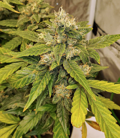 CBD Auto Charlotte’s Angel fem (Dutch Passion)
