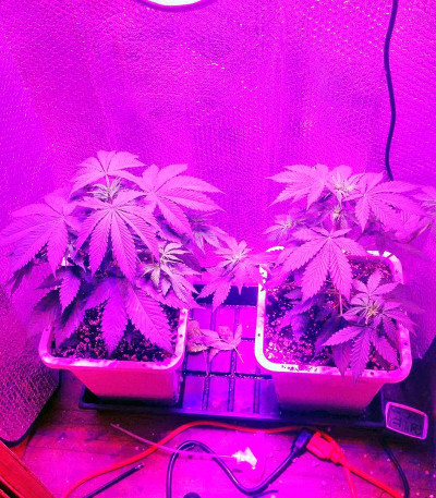 Семена сорта Critical Jack fem (Dinafem Seeds)