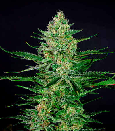 Семена сорта Sexy Cinderella fem (Семяныч)