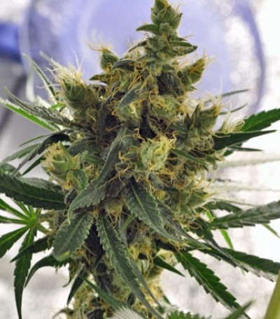 Семена сорта Violator Kush fem (Barney's Farm)