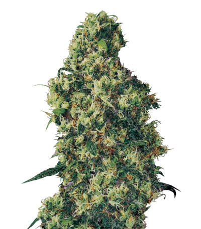 Семена сорта Dulce De Leche Auto fem (VIP seeds)