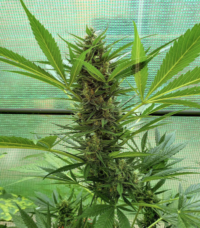 Семена сорта Auto Mazar fem (Dutch Passion)