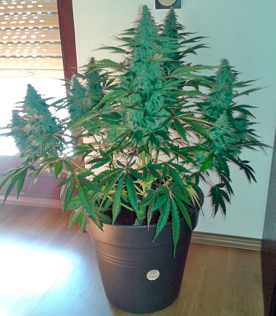Семена сорта Blue Mammoth Auto fem