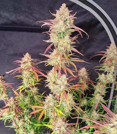 Семена сорта Frostbanger Auto F3 fem (FastBuds)