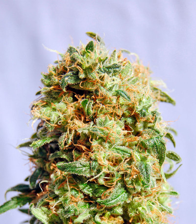 Семена сорта La Reina de Africa (Kaboom) fem