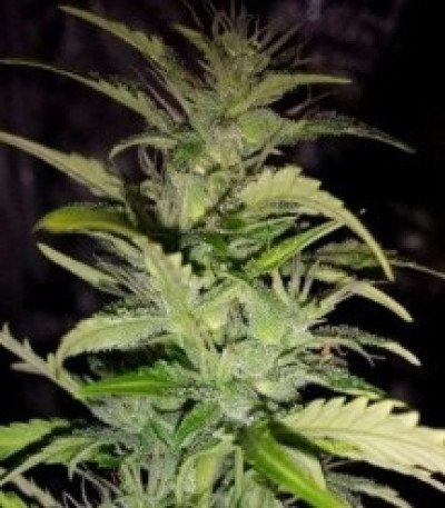 Семена сорта Speedy Chile (Fast Flowering) fem