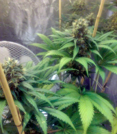 Семена сорта Cream Mandarine F1 Fast Version fem (Sweet Seeds)