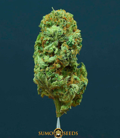 Семена сорта Amnesia Ganja Haze fem (Sumo Seeds)
