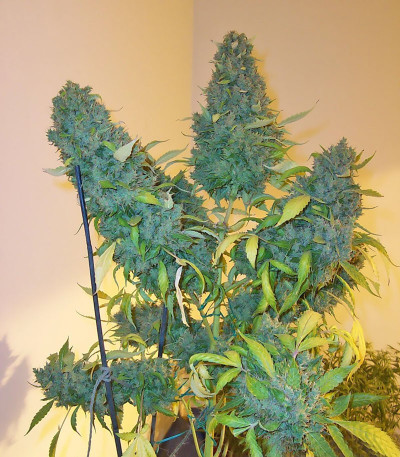 Семена сорта Euforia X fem (Семяныч)