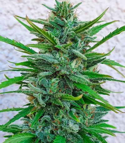 Семена сорта Franco's Lemon Cheese fem (Green House Seeds)
