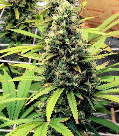 Семена сорта Godzilla Original Glue GG#4 fem (Herbies Seeds)