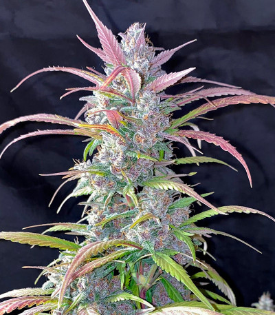 Семена сорта Gorilla Berry Auto fem