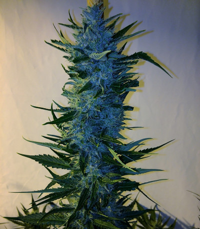 Семена сорта Massive Midget Auto fem (Heavyweight Seeds)