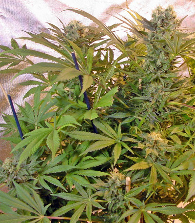 Семена сорта Motavation fem (Serious Seeds)