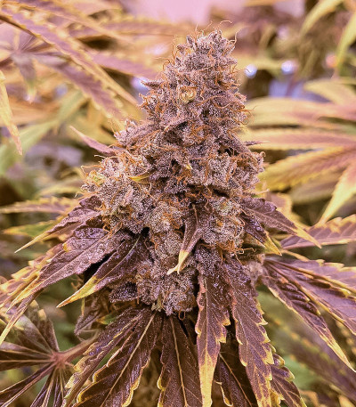 Семена сорта Orange Kush Cake R1 fem (Ethos Genetics)