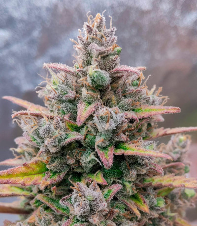 Семена сорта Purple Punch OG XL Auto fem (Sweet Seeds)