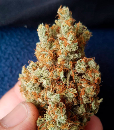 Семена сорта Cinderella's fem (Sumo Seeds)