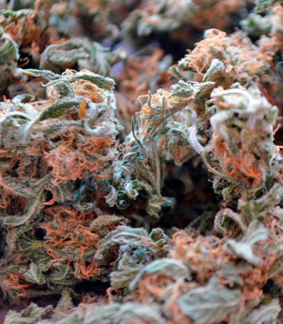 Семена сорта Ganesh Spirit fem (Sweet Seeds)