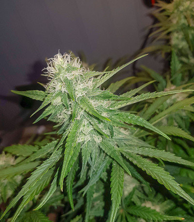 Семена сорта Watermelon Zkittlez Auto fem