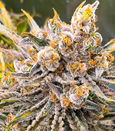 Семена сорта Dolly Kush fem (Dr. Krippling Seeds)