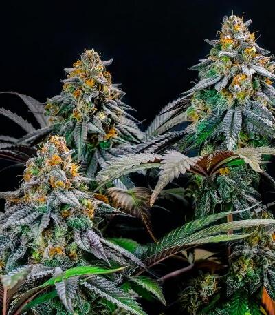 Семена сорта Lemon Cherry Runtz fem (FastBuds)