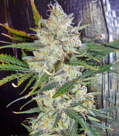 Семена сорта Mohan Ram fem (Sweet Seeds)