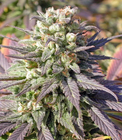 Семена сорта Warlock fem (Serious Seeds)