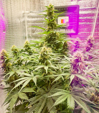 Семена сорта Big Satana Auto fem (Семяныч)